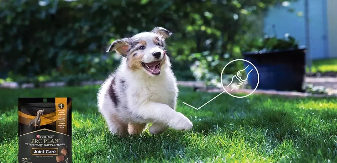 five-brand-innovations-purina-wide Purina product and dog running