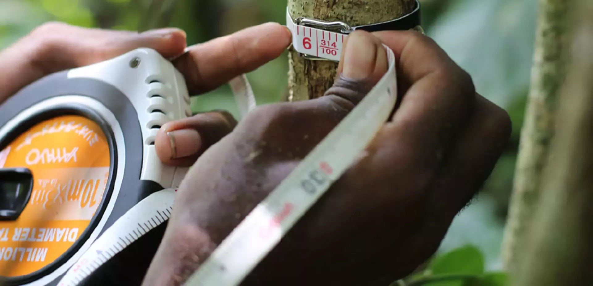 person measuring a tree