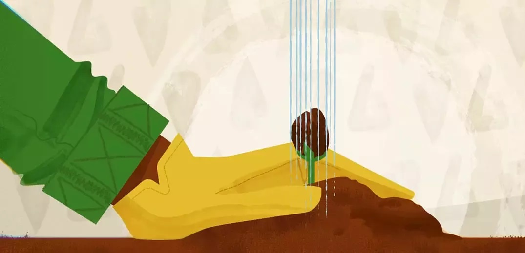 cocoa plantlets