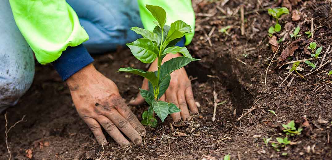 farmer-planting-plantlet-wide plantlet