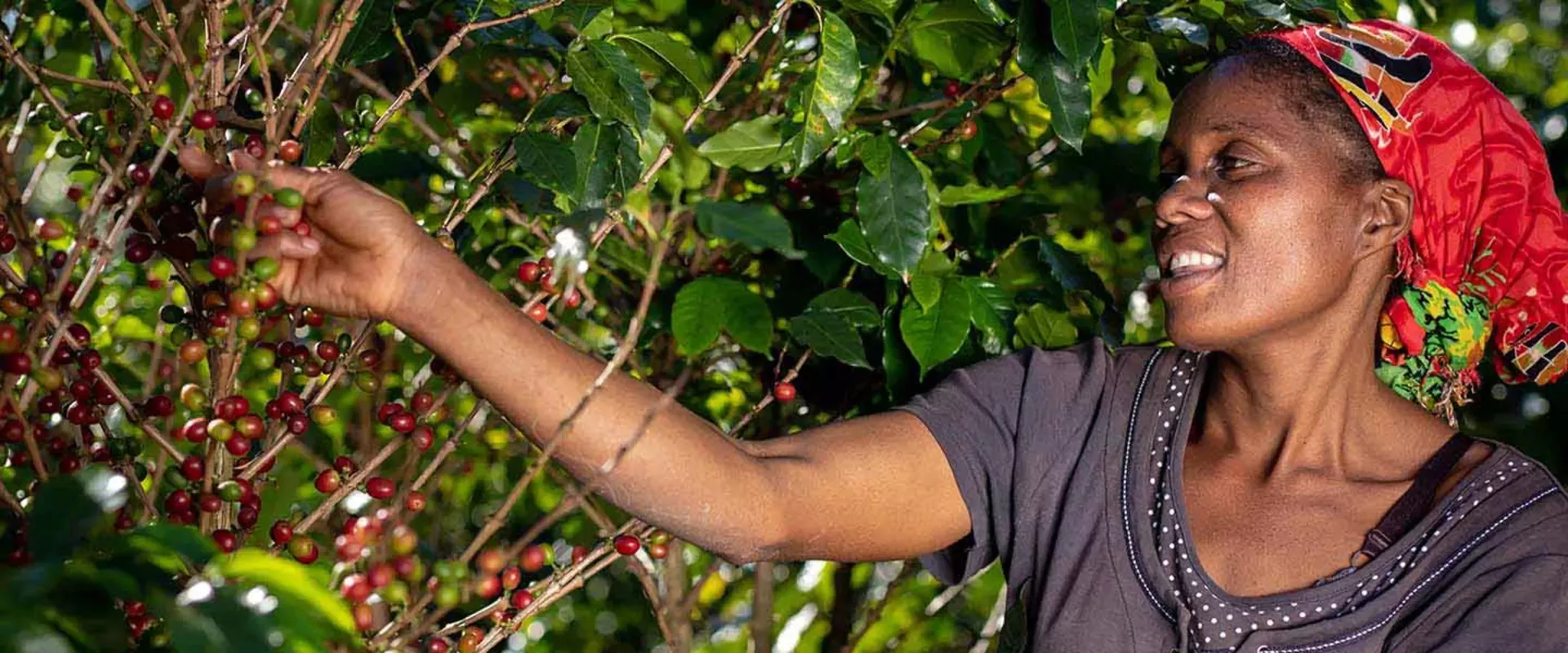regeneration-coffee-woman-farmer-article-header