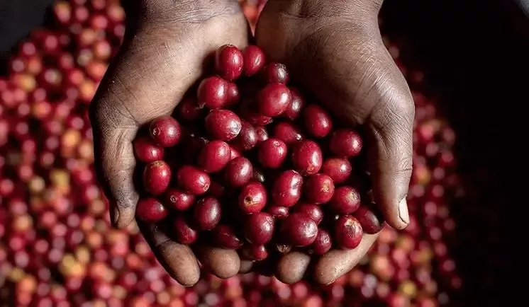 Nespresso咖啡膠囊全球回收計畫，在咖啡產業及其他領域帶來的正面影響。