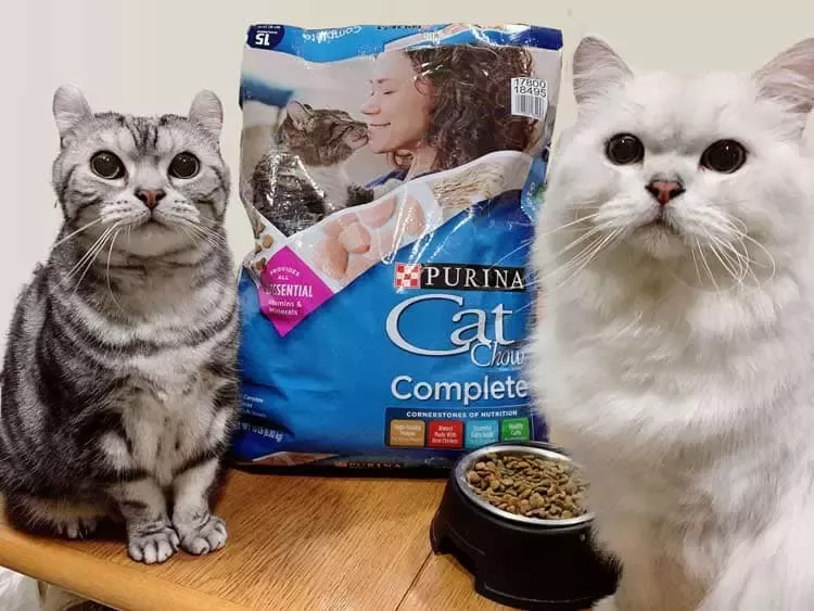 雀巢普瑞納暢銷貓乾糧品牌CAT-CHOW首度登台