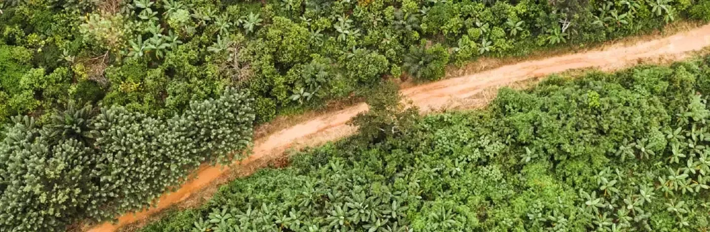 積極復育森林的做法