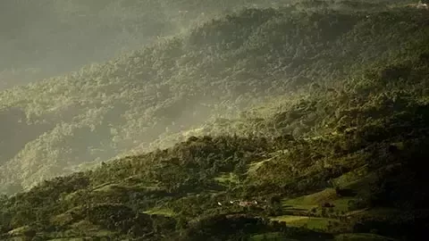 降低主要供應鏈中的毀林風險