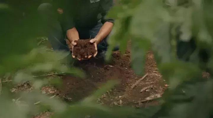 土壤健康（Soil Health）