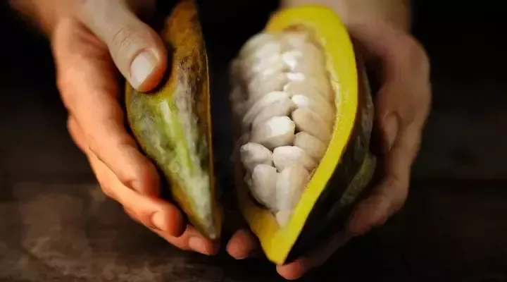 雀巢可可計劃