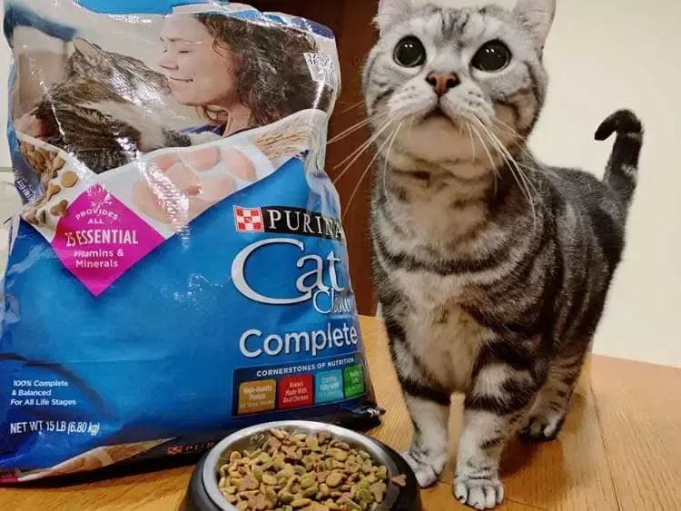 4.台灣迎向「貓型人社會」　給喵皇當然要挑最好的CAT-CHOW
