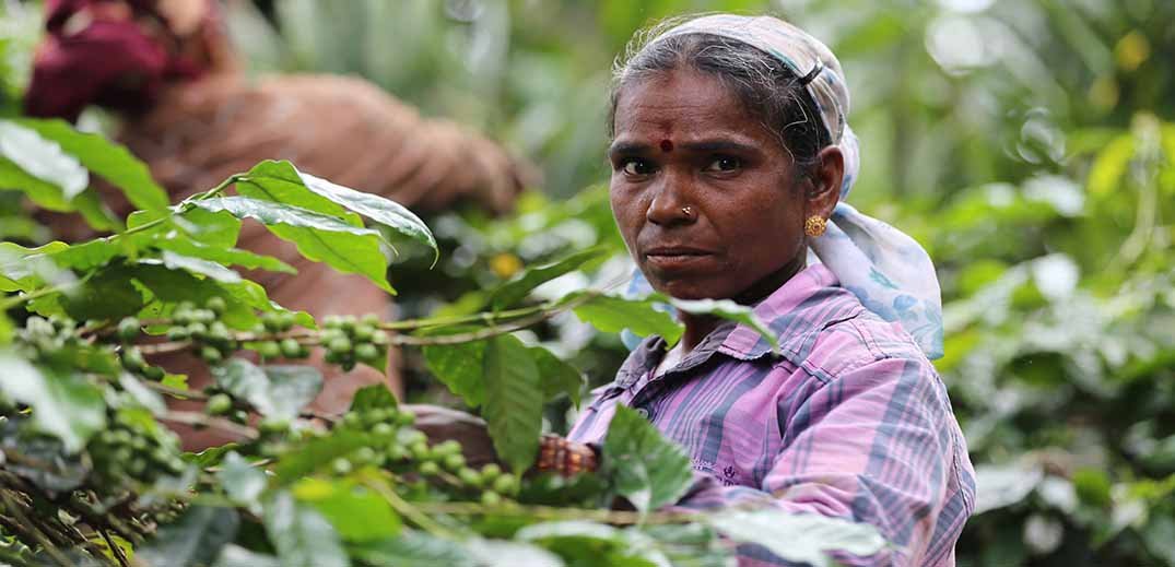 woman-coffee-farmer-wide woman coffee farmer